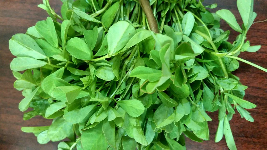Aesthetic_bunch_of_fenugreek_greens_1024x1024.jpg