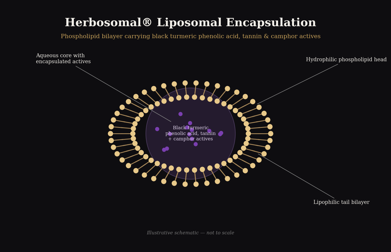 Herbosomal liposomal encapsulation bilayer diagram showing black turmeric phenolic acid, tannin and camphor actives inside a phospholipid bilayer