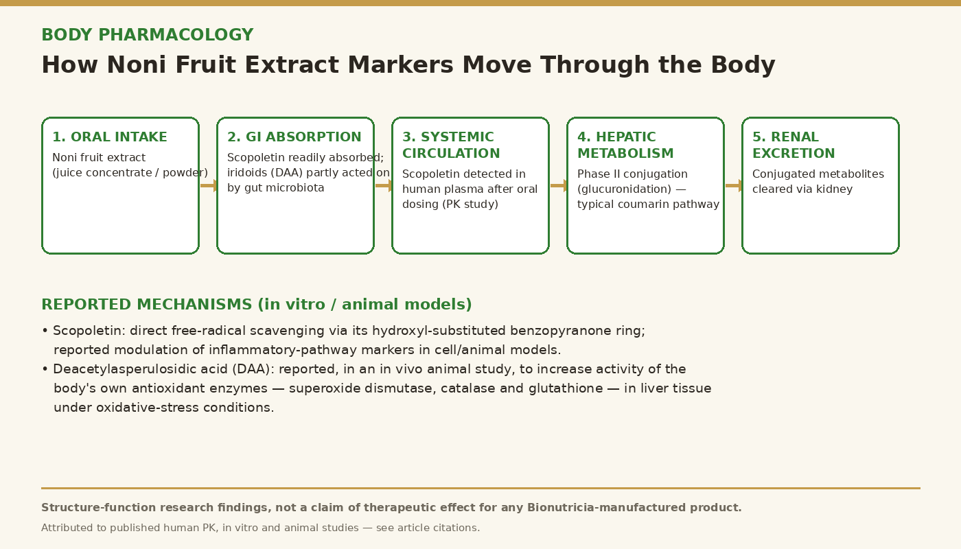 Body pharmacology diagram showing absorption, hepatic metabolism and excretion pathway of noni fruit extract markers