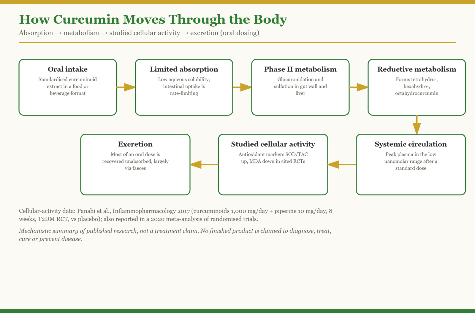 Diagram showing how curcumin is absorbed, metabolised and excreted in the body