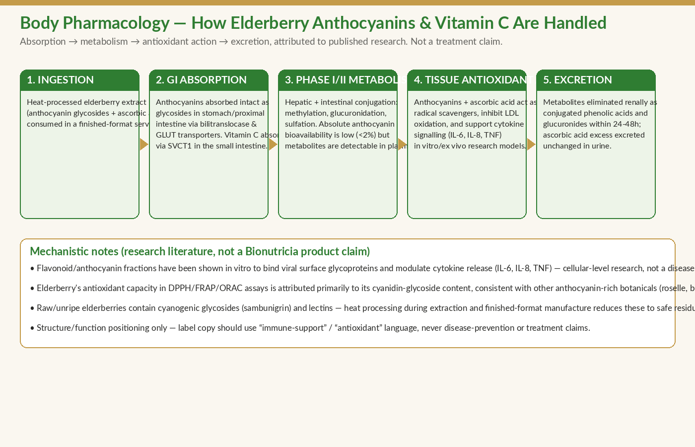 Body pharmacology diagram: absorption, metabolism, antioxidant action and excretion of elderberry anthocyanins and vitamin C