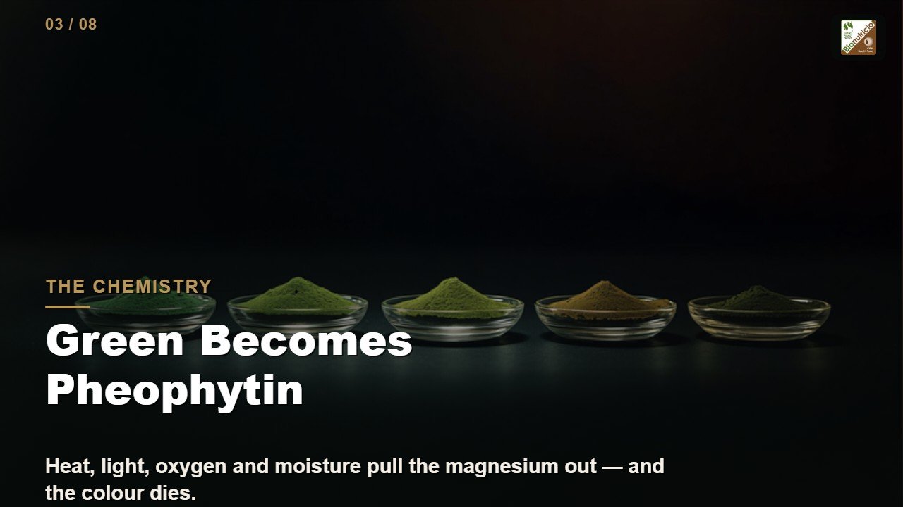 Matcha colour degrading across dishes